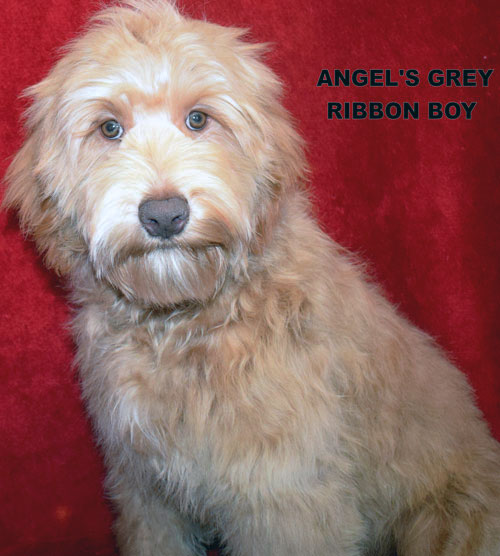 australian labradoodle